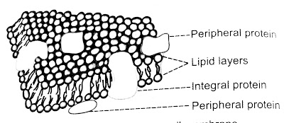 DIAGRAM OF THE CELL MEMBRANE