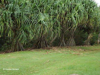 Hala - pandanus - Ho'omaluhia Botanical Garden, Kaneohe, HI