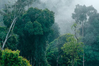 hutan-indonesia