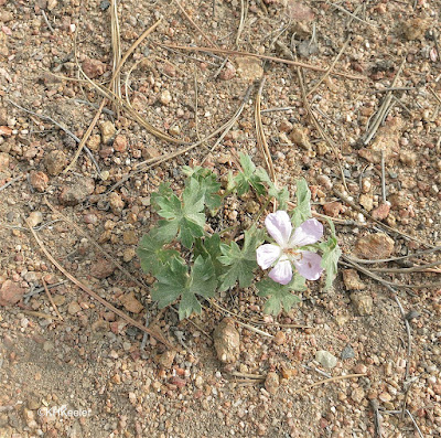 geranium, genus Geranium