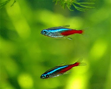 Akuarium Hias  Murah Aquarium Bulat