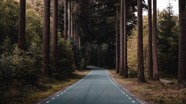 Nature, Road, Forest, Trees, Pine