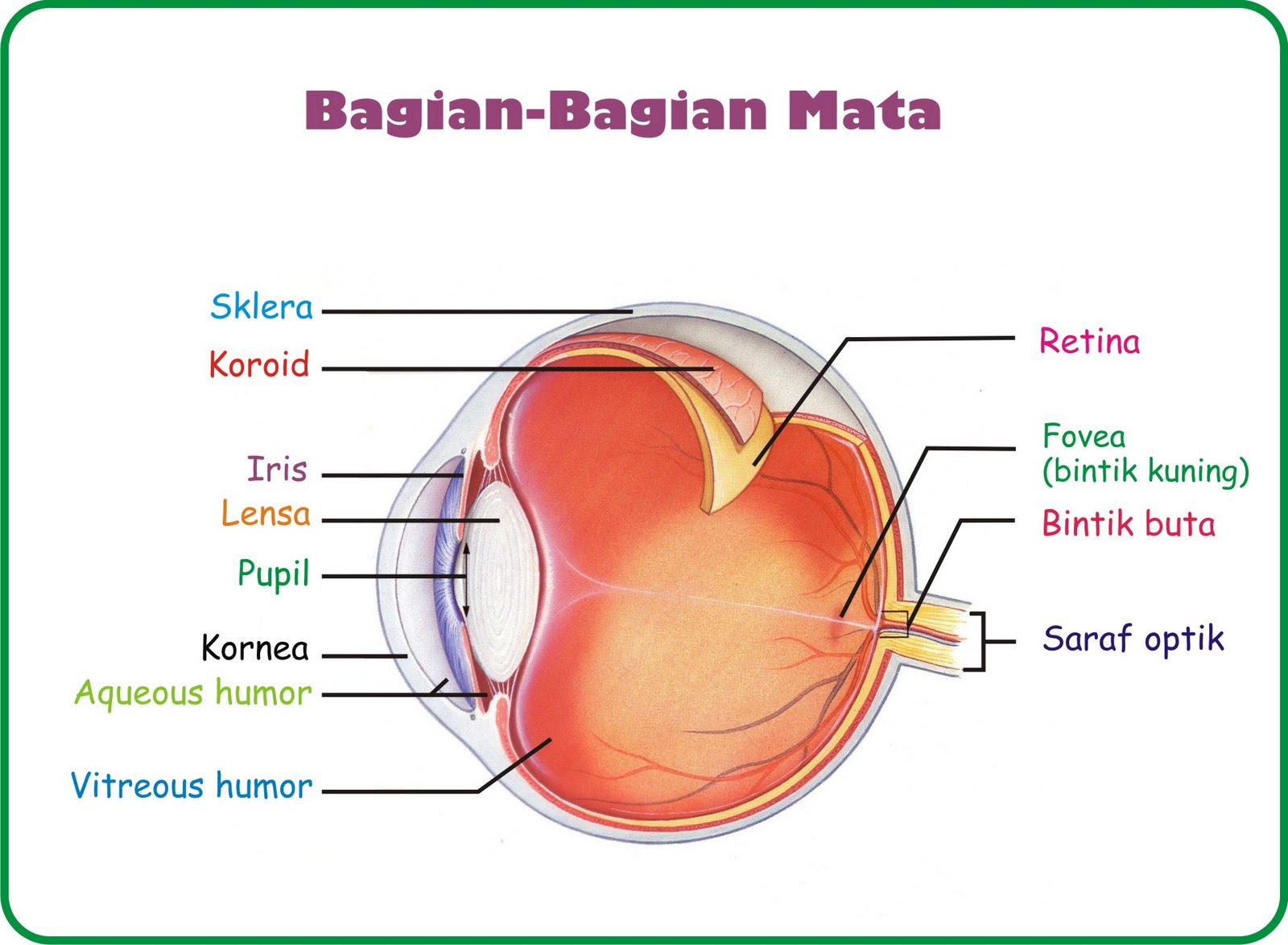 Indera Penglihat Mata biologi ku