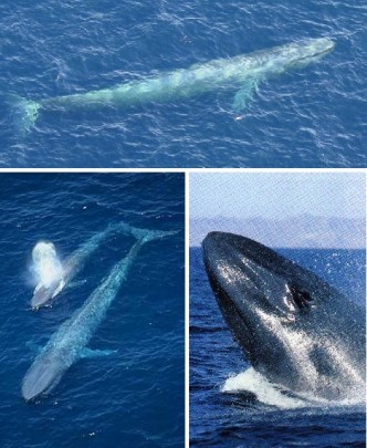 blue whale
