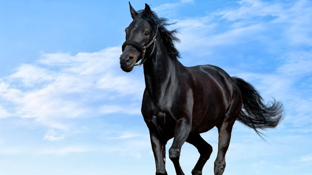 Beautiful Black Horse HD Wallpaper Free