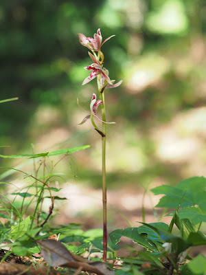 Cymbidium macrorhizon - The Long Rhizome Cymbidium care and culture