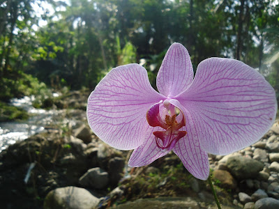 Bunga ,Anggrek, Bulan ,Guratan, Ungu,sungai,cara,tanam,budidaya,