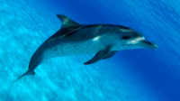 delfín manchado del Atlántico