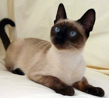 seal point siamese for sale