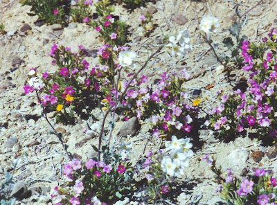 Annieinaustin, Big Bend in bloom