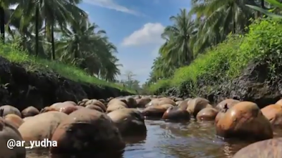 Wisata Kebun Kelapa Guntung, Indragiri Hilir