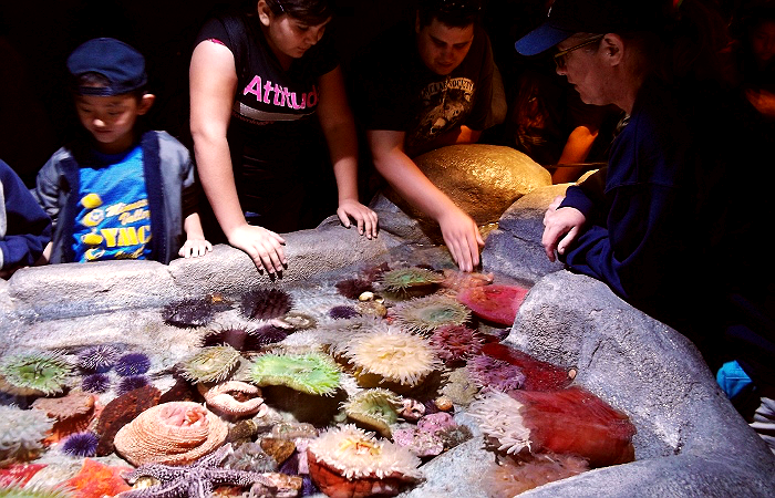 Touch Tank Aquarium of The Pacific