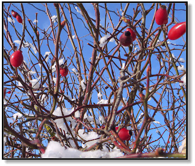 Hagebutten im Schnee