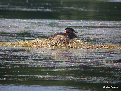 Red-necked Grebe, Podiceps grisegena