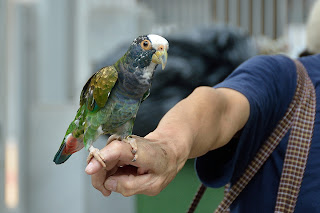 Multi-colored parrot at Bird Park in Hong Kong