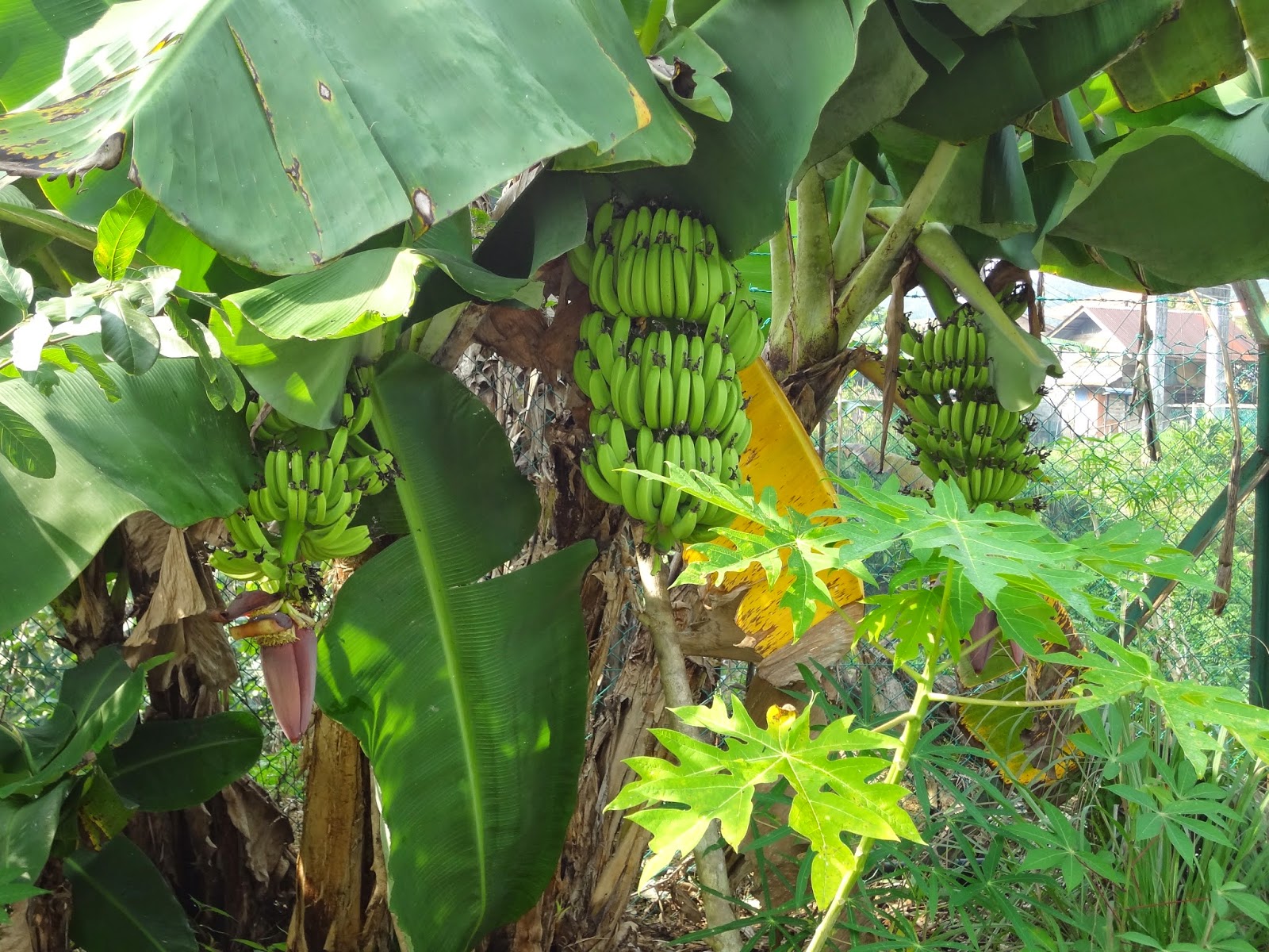 Saya orang biasa: KEK PISANG KUKUS@APAM PISANG