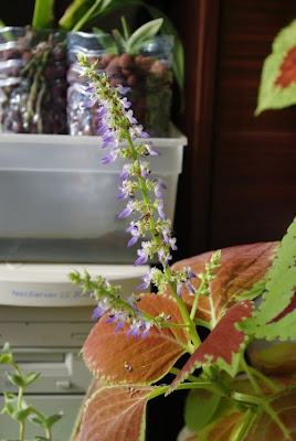 Coleus