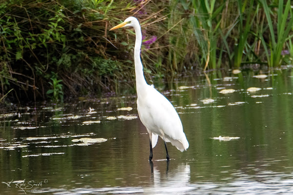 Great white egret