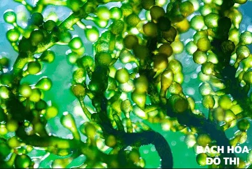 tảo xoắn spirulina là thành phần quan trọng tạo nên thương hiệu g brain