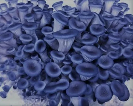 Scope of Blue Oyster mushroom