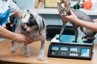 A dog and cat visiting the vet