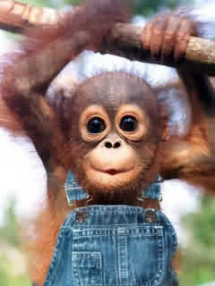 Cute Baby Wallpapers on Cute Baby Monkey Wallpapers Free Download