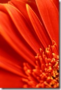 Nature iPhone Wallpaper 320x480 12 unique cool wallpapers