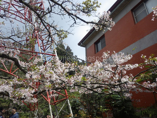 Alishan cherry blossom