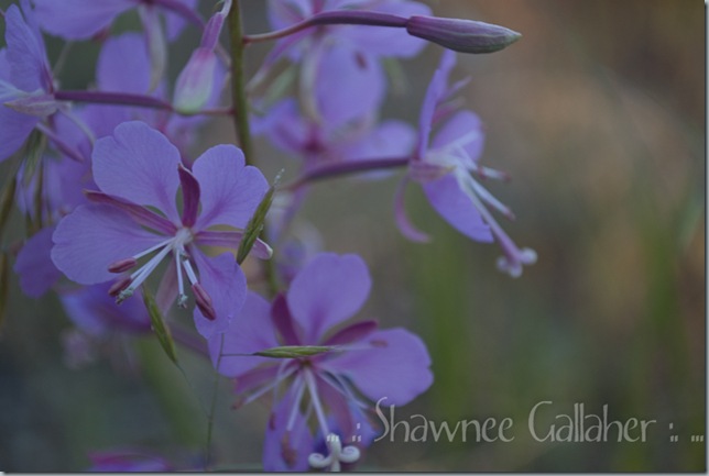 Purple Flowers