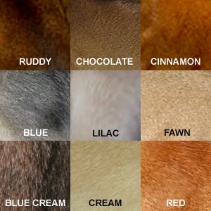 Download Encyclopedia of Cats Breed: Abyssinian Cat Colors
