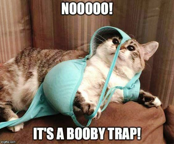 Funny cat pictures gallery, okay google funny cat pictures, search funny cat pictures, funny cat pictures to share on facebook, funniest cat images ever