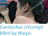 https://sciencythoughts.blogspot.com/2020/01/cambodian-schoolgirl-killed-by-wasps.html