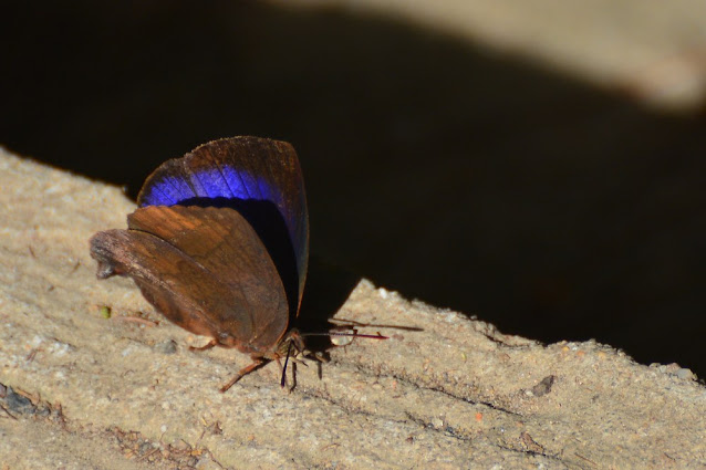 Arhopala pseudocentaurus