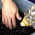 How to Root a Pineapple Crown