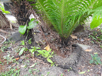 Rhizome of Dwarf tree fern