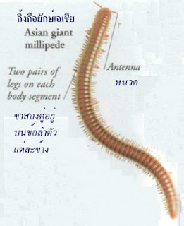 Myriapods