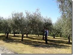 Edward and olive groves at B&B