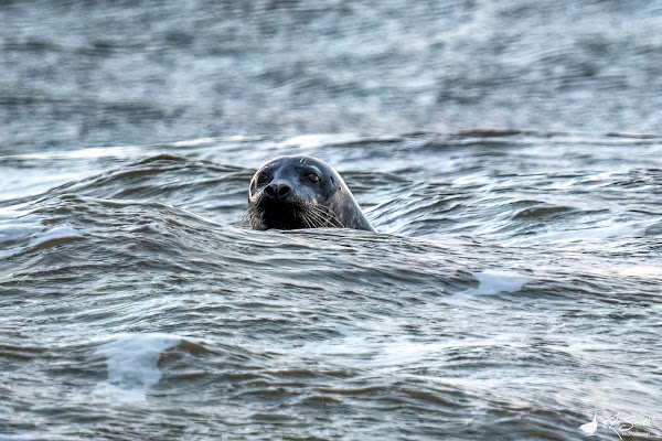 Grey seal