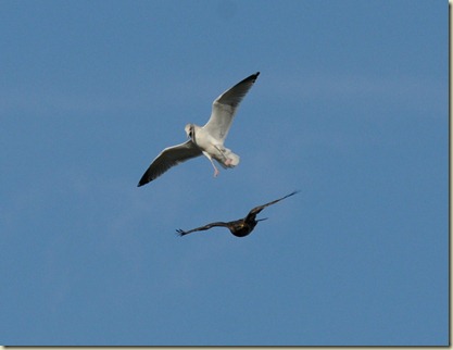 Cornwall 2011 095