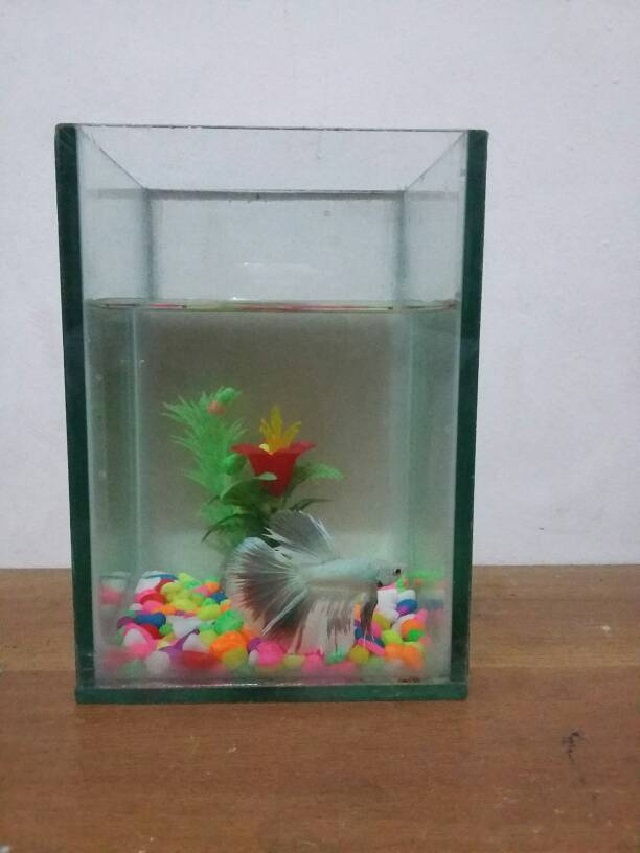 Aquarium Cupang Unik Berikut Gambarnya yang Cantik