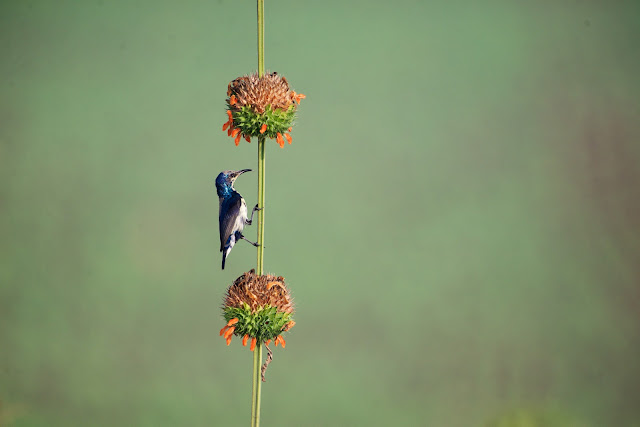 Purple Sunbird  छोटा शक्कर खोरा, फूल सुँघनी, थुन-थुनी (Cinnyris asiaticus) Sanjivini Nagar, Jabalpur