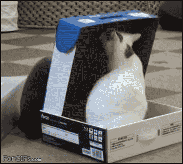 funny cat gifs, cats gifs, funny cats