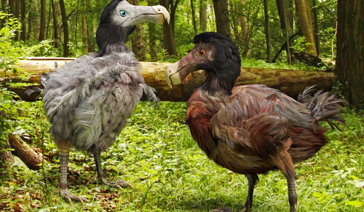  Burung Dodo, Spesies Punah Paling Terkenal di Dunia
