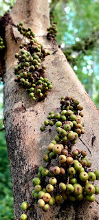 Cluster fig eating benefits and loss,gular khane ke fayde