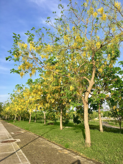 golden shower trees, tainan, taiwan