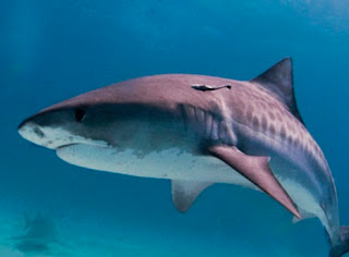 القرش النمر (Tiger Shark) : أخطر أسماك البحر الأحمر