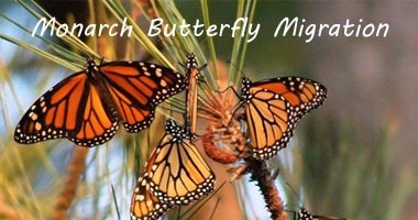 monarch