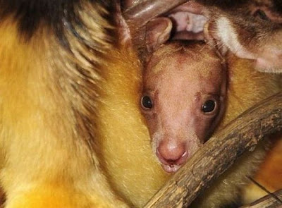 Tree Kangaroo Seen On www.coolpicturegallery.net