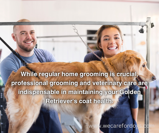 While regular home grooming is crucial, professional grooming and veterinary care are indispensable in maintaining your Golden Retriever's coat health.
