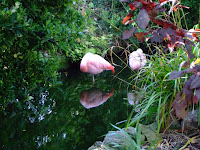 Flamingos 6 floors up